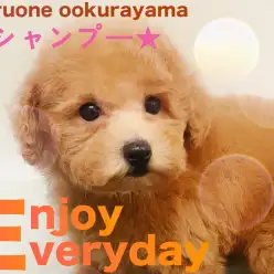 【 トイプードル 】入店1ヶ月記念！初シャンプーでフワフワ大作戦！