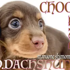 【 ダックスフント 】一年中がバレンタイン！チョコタンダックスとの甘い生活！