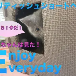 【 ブリティッシュショートヘア 】影からこっそり！ハンターになる瞬間！