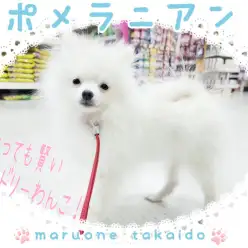 【 ポメラニアン 】お外デビューを果たしたポメちゃんに密着!