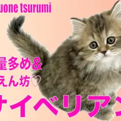 【 サイベリアン 】ボリューム満点の毛量に毛色はブラウンタビーの女の子！