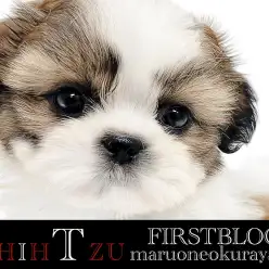 【 シーズー 】洗練されたカラーリング・愛らしいルックスに大注目！