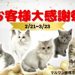【 お知らせ 】お客様大感謝祭開催！マルワン板橋志村坂下店のネコちゃんをご紹介！