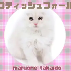 【 スコティッシュフォールド 】抱っこ大好き甘えんぼプリンセス！麗しの美猫！