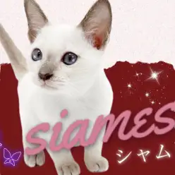 【 シャム 】超希少猫種が東川口店初登場！美しき超良血統の美貌を大公開！