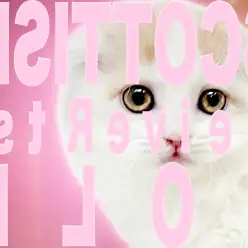 【 スコティッシュフォールド 】超良血統！人懐っこいスコの決定版！