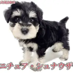 【 ミニチュア・シュナウザー 】 抜け毛少なめの童顔フェイスが可愛い女の子！