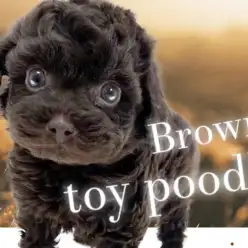 【 トイプードル 】濃いめのブラウンカラー！愛犬家から愛されるレジェンド犬種