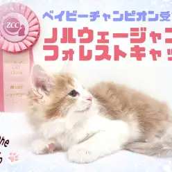 【 ノルウェージャンフォレストキャット 】激レア！良血統の甘えん坊プリンセス！