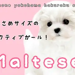 【 マルチーズ 】純白の天使！両親共に1kg台の小さめわんこ