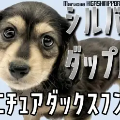 【 ミニチュアダックス 】シルバーダップルのモダンなイケメンが仲間入り！