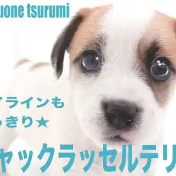 【 ジャックラッセルテリア 】明るく活発で遊ぶのが大好きな男の子!!