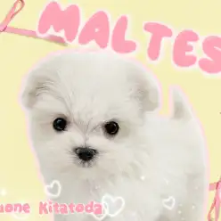 【 マルチーズ 】マルチーズ好きさん必見！ミニマムボディに隠された魅力を徹底解説