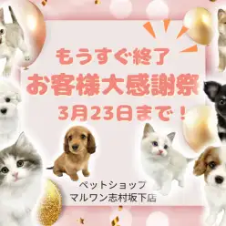 【 お知らせ 】残り2日で終了！3月23日まで春のお客様大感謝祭開催中！