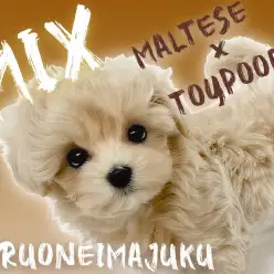 【 MIX マルプー 】アプリコットカラーが輝く目ヂカラ最強！マルプーの男の子！