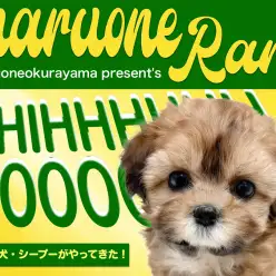 【 MIX 】マルワン初のシーズー×トイプードル！シープーがやってきた！