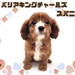 【 キャバリア 】愛嬌たっぷりな童顔フェイス!激レアカラーの甘えん坊な男の子!