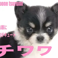 【 チワワ 】艷やかなブラックタン＆ホワイトカラーの女の子！！