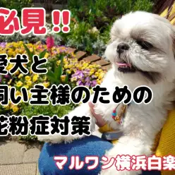 【 花粉症対策 】犬も花粉症になる！？この時期必見の花粉症対策ご紹介