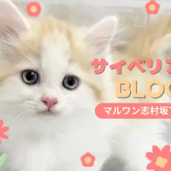 【 サイベリアン 】豪華な被毛にメロメロ！抱っこが好きすぎるサイベちゃんが入店！