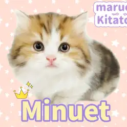 【 ミヌエット 】 短足×鼻ペチャの最強コンボ！可愛さ満点にゃんこが現る！