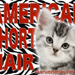 【 アメリカンショートヘア 】優しさと力強さのあるシルバータビーガール!