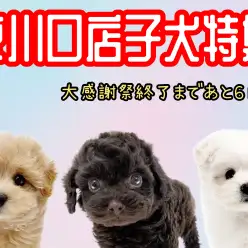 【 感謝祭ラストスパート 】マルワン東川口店に在店しているワンちゃんをご紹介！