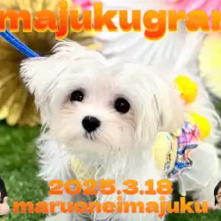 【 イマジュクグラム 】生後約5ヶ月体重1035g！極小マルチーズの女の子！