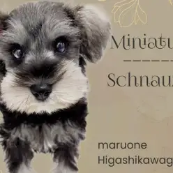 【 ミニチュアシュナウザー 】脅威のトイレ成功率！賢く可愛い最高の家庭犬が登場！