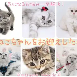 【 お迎え後のポイント紹介 子猫編 】気になるお悩み一挙解決！