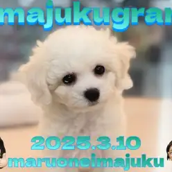 【 イマジュクグラム 】目ヂカラ最強の癒し系！ビションフリーゼの男の子登場！