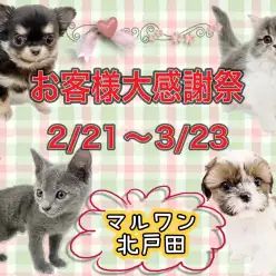 【 お知らせ 】期間限定の特大イベント！お客様大感謝祭を開催中！