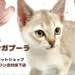 【 シンガプーラ 】世界最小猫種の子猫が板橋区に降臨!神秘的な容姿にご注目!