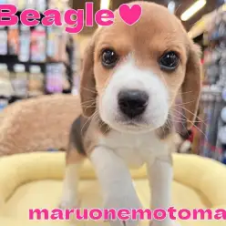 【 ビーグル 】最高の癒しを与えてくれる女の子!アウトドア好きの良き相棒登場!