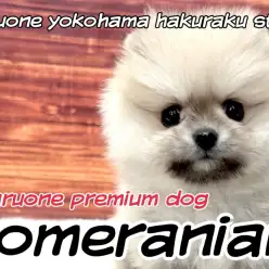 【 ポメラニアン 】プレミアム認定!驚きの爆毛を持つ小さめたぬきポメちゃん