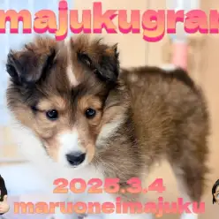 【 イマジュクグラム 】フルカラーのおしゃれなシェルティの女の子が電撃入店！