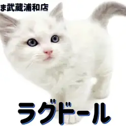 【 ラグドール 】美しい被毛と澄んだ青い瞳が可愛い甘えん坊な男の子！