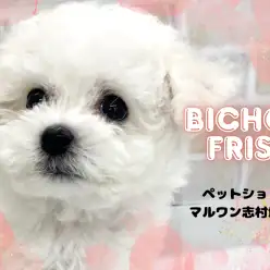 【 ビションフリーゼ 】甘いマスクでみんなを虜にする王子様が志村坂下店に登場！