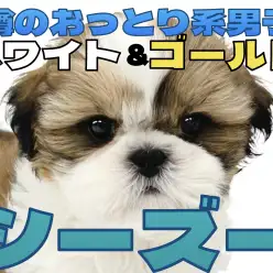 【 シーズー 】 愛嬌たっぷり！穏やかさと元気さをあわせ持つ癒し系わんこ！