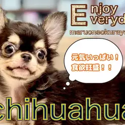 【 チワワ 】2回目のワクチン終了！愛嬌たっぷり元気なブラタンBOY！