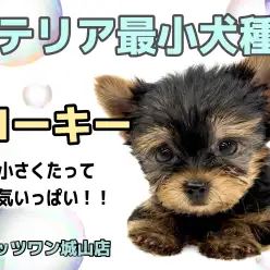 【 ヨークシャーテリア 】お待たせしました！可愛すぎるヨーキーちゃんの登場です！
