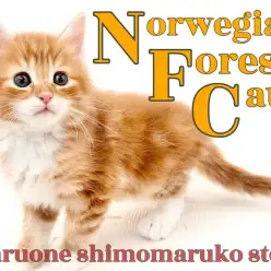 【 ノルウェージャン 】穏やかで甘えん坊！人が好きで将来は膝乗りニャンコになる癒し系の性格！