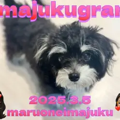 【 イマジュクグラム 】ブラタンカラーが可愛いMIXチワマルの女の子が仲間入り！