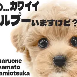 【 マルプー 】魅力は無限！？最高に可愛いルックスと優しいカラーの甘め女子登場