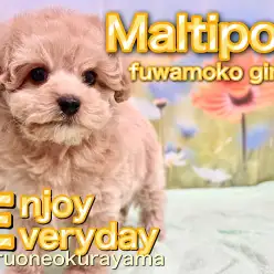 【 マルプー 】お店に来て10日目!可愛いさ溢れる女の子に成長中!