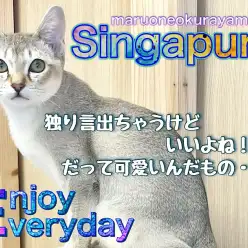 【 シンガプーラ 】短毛ネコちゃんて可愛いよね！甘えん坊の性格にぶっ飛び！！