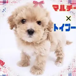 【 MIX 】天真爛漫で超がつくほどフレンドリー！大人気MIX犬マルプー！