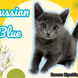 【 ロシアンブルー 】クールな美男子が登場！可愛らしい性格にギャップ萌え！