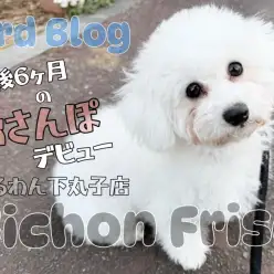 【 ビションフリーゼ 】大きな瞳に映し出される輝く広い世界！お散歩デビューに密着