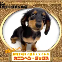 【 カニンヘンダックス 】お家を明るくしてくれる元気な短足な女の子